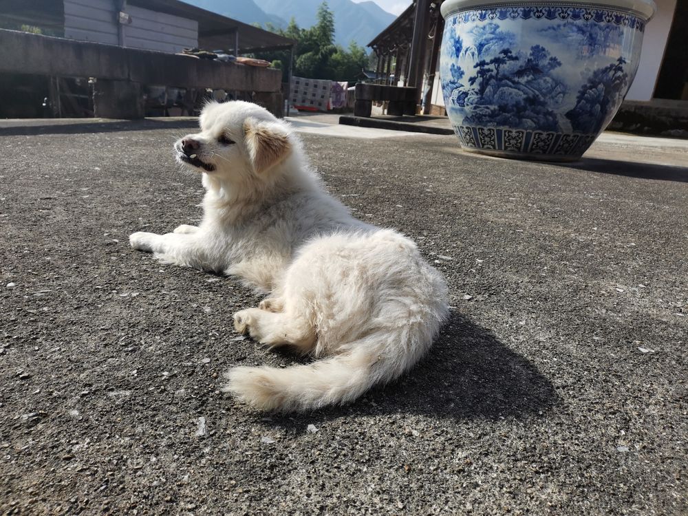 心安禅寺守护犬