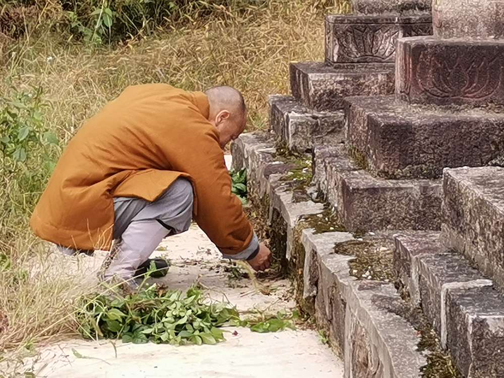 心安禅寺师父除去灵塔杂草